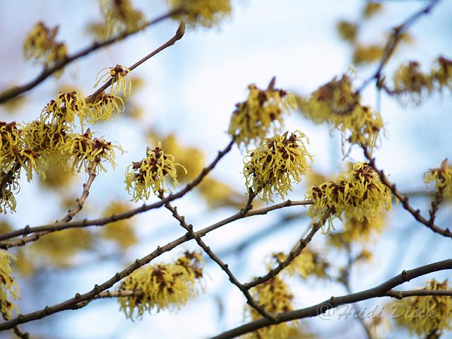 Hamamelis mollis Pallida3.JPG - Hamamelis mollis 'Pallida'Berggarten Hannover 2006